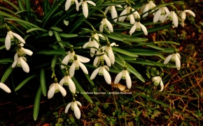 Happy Imbolc 2013 © Stefanie Neumann - All Rights Reserved.